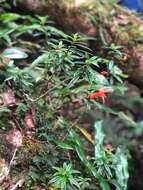 Image de Columnea rubricaulis Standl.