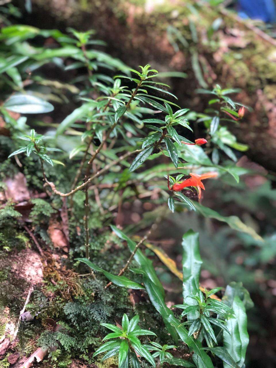 Image de Columnea rubricaulis Standl.