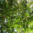 Image of Croton organensis Baill.