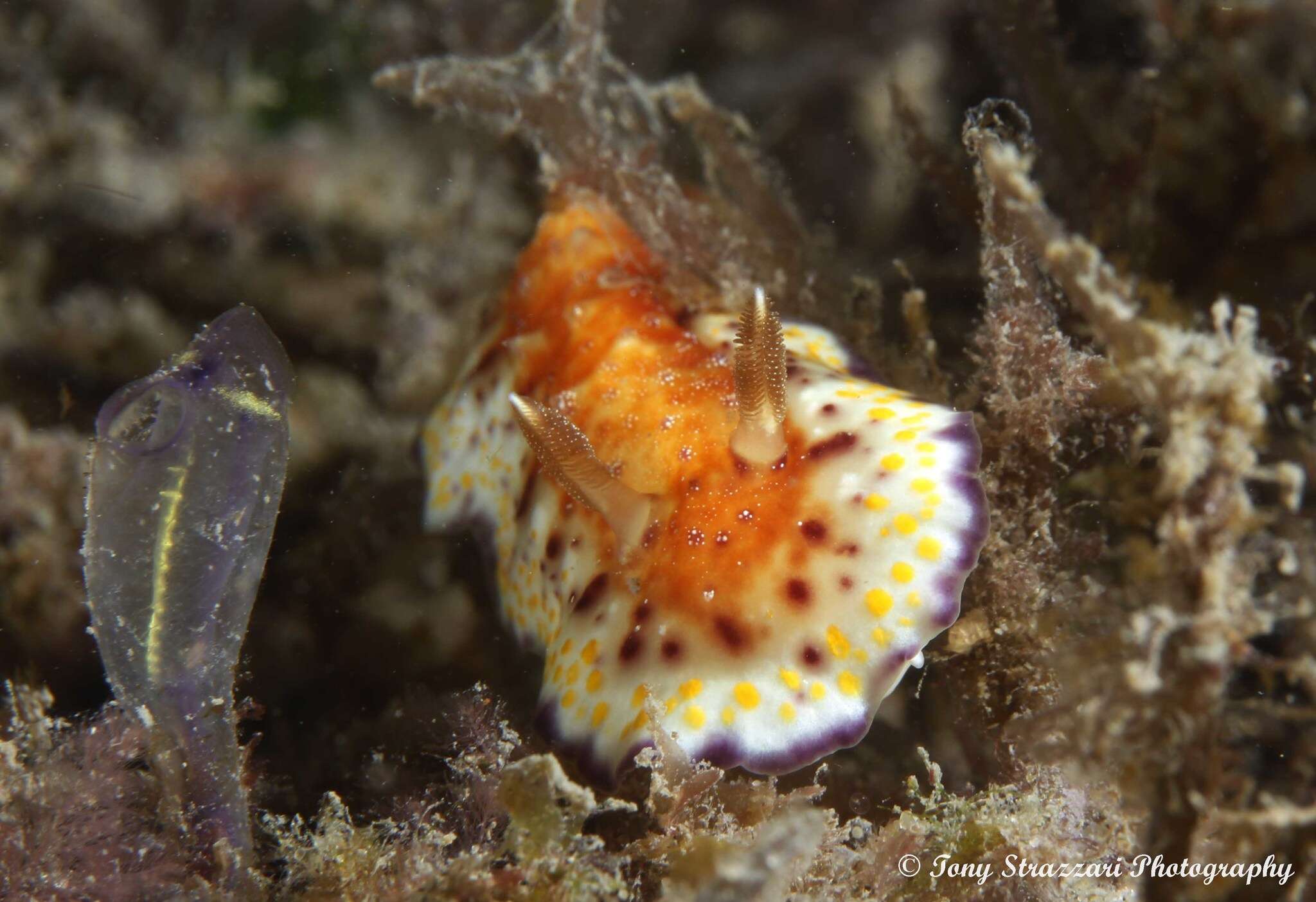 Image of Goniobranchus collingwoodi (Rudman 1987)