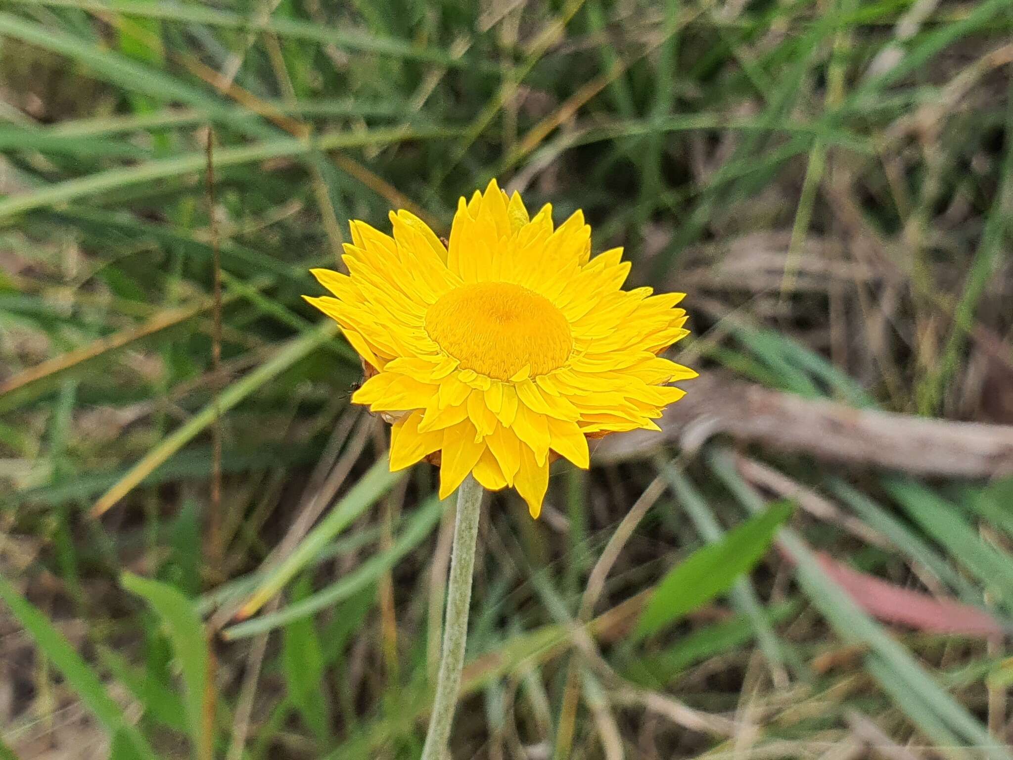 Image of Leucochrysum albicans (A. Cunn.) P. G. Wilson