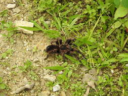 Image of Goliath Stripe Leg Tarantula