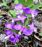 Image de Polygaloides paucifolia (Willd.) J. R. Abbott