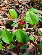 Image of Grevillea laurifolia Sieber ex Meissn.