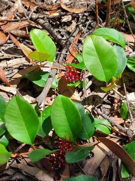 Image of Grevillea laurifolia Sieber ex Meissn.