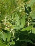 Image of western marbleseed