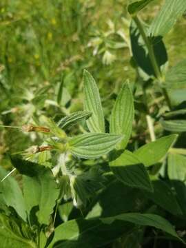 Image of western marbleseed