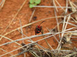 Image of Fire Grid Burnet