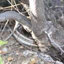 Image of Thamnophis sirtalis dorsalis (Baird & Girard 1853)