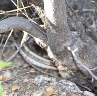 Image of Thamnophis sirtalis dorsalis (Baird & Girard 1853)