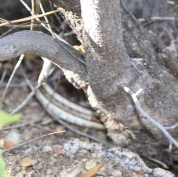 Слика од Thamnophis sirtalis dorsalis (Baird & Girard 1853)