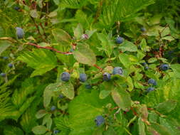 Image of Alaska blueberry