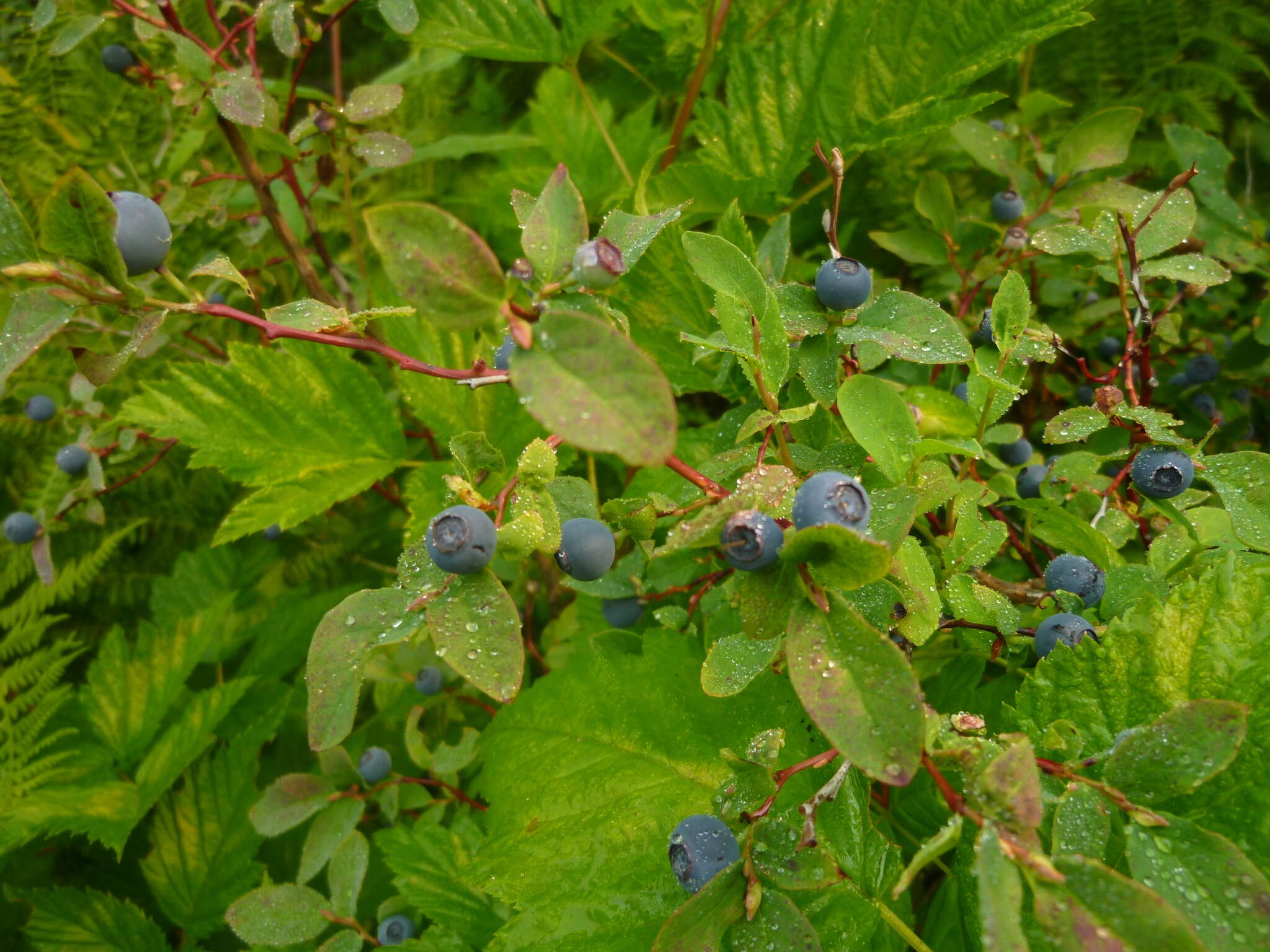 Image of Alaska blueberry