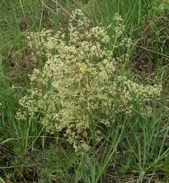 Image of Trinia multicaulis (Poir.) Schischkin