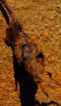 Sivun Oxalis crocea Salter kuva