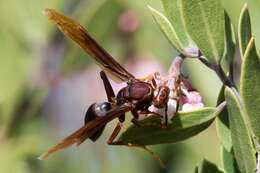 Image of Polistes major castaneicolor Bequard 1938