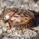 Sivun Onthophagus (Furconthophagus) variegatus (Fabricius 1798) kuva