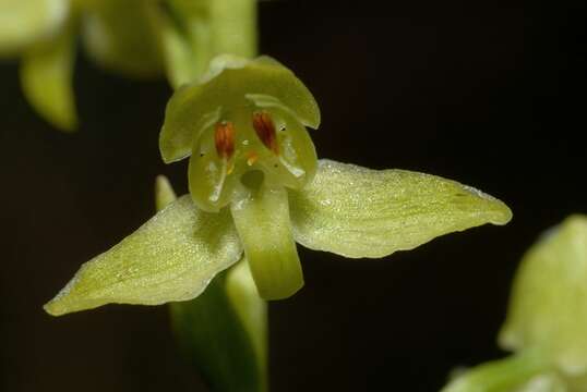 Слика од Platanthera algeriensis Batt. & Trab.