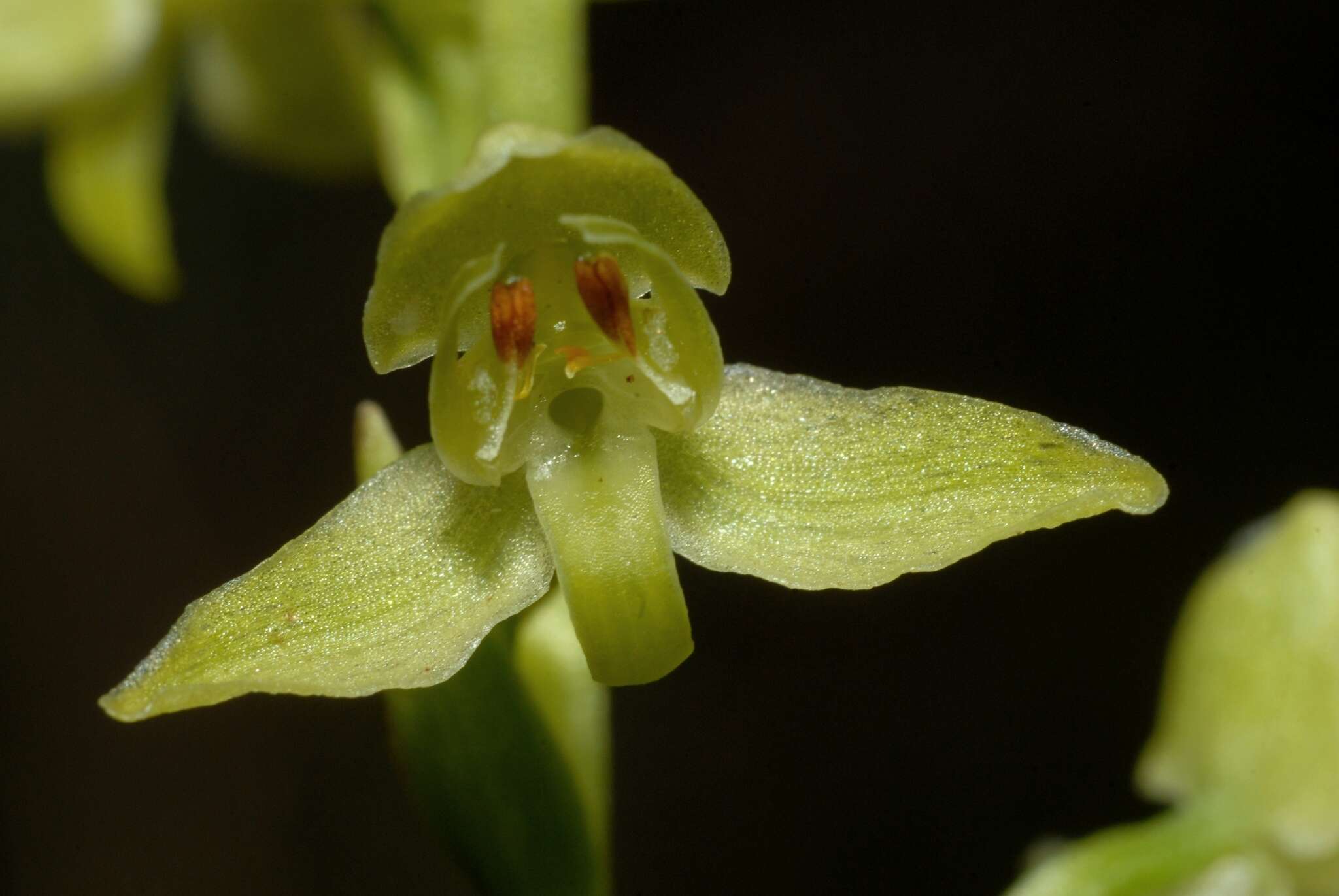 Слика од Platanthera algeriensis Batt. & Trab.