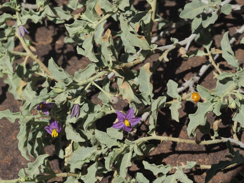 Image of Solanum tomentosum L.