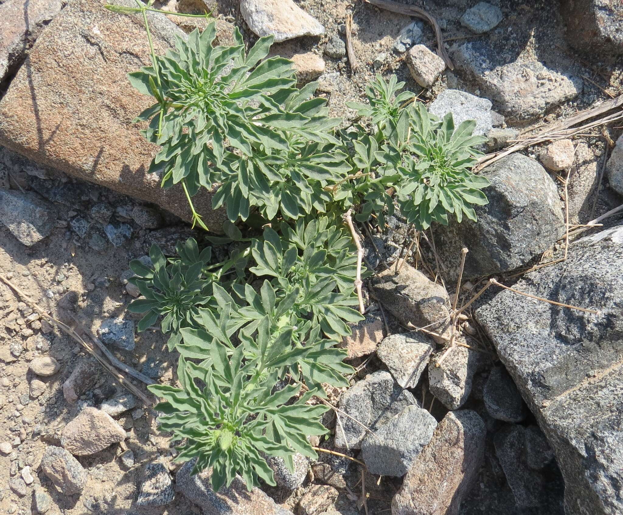 Image of Reseda aucheri Boiss.