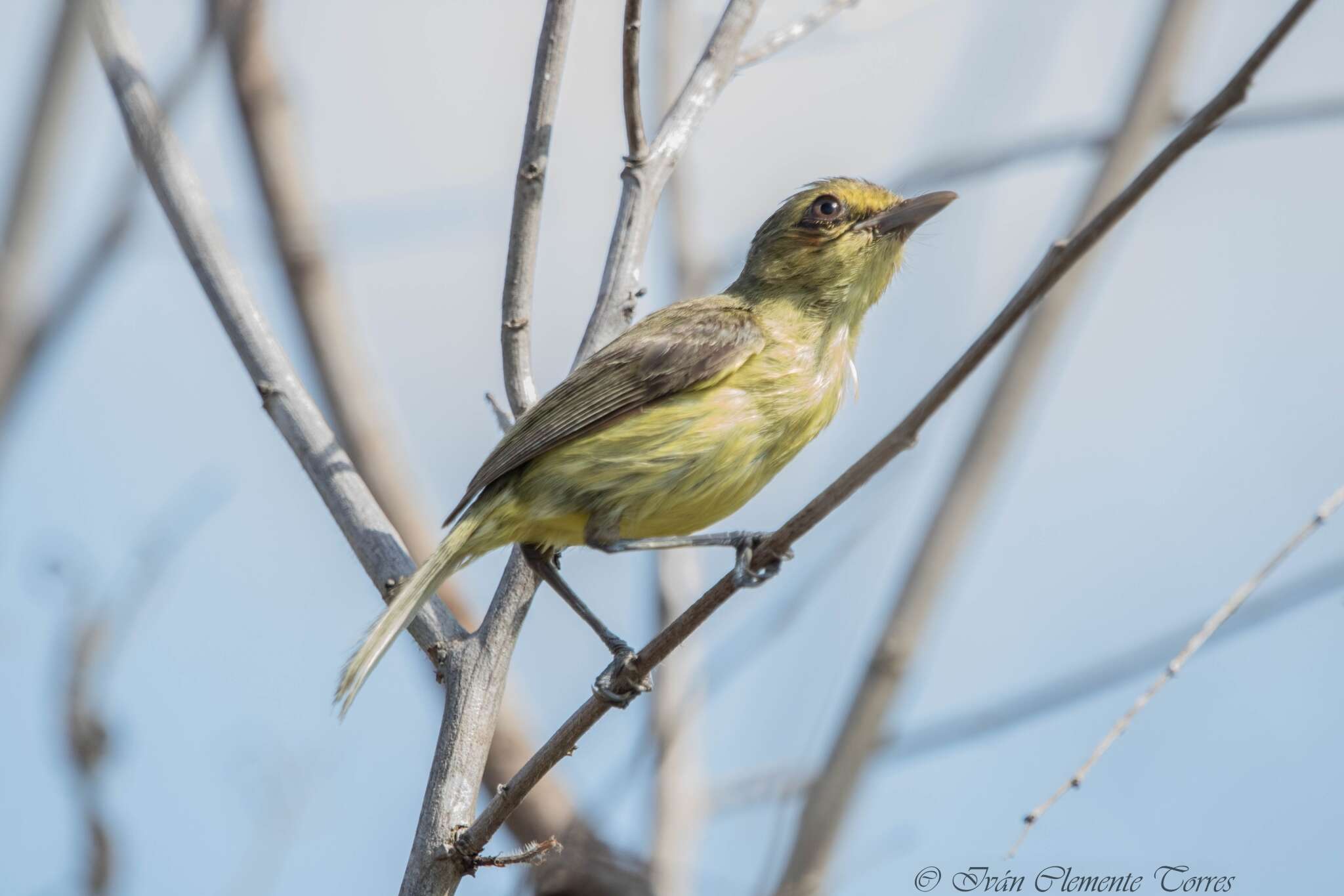 Image of Mangrove Vireo