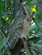 Image of Otus lettia lettia (Hodgson 1836)