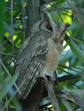 Image de Otus lettia lettia (Hodgson 1836)