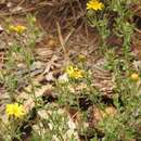 Image of hairy false goldenaster