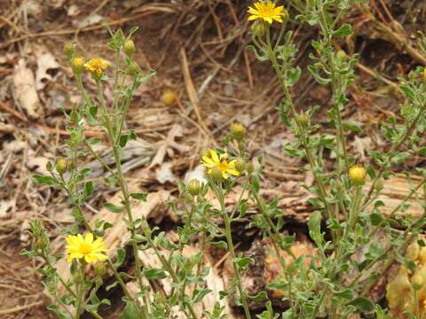 Image of hairy false goldenaster