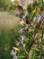 صورة Lygaeus equestris (Linnaeus & C. 1758)