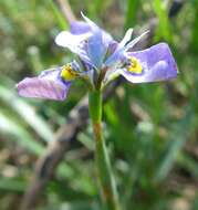 Plancia ëd Moraea fergusoniae L. Bolus