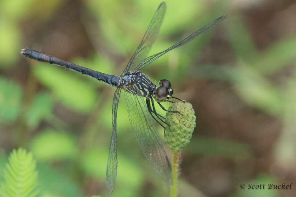 Image of Seaside Dragonlet