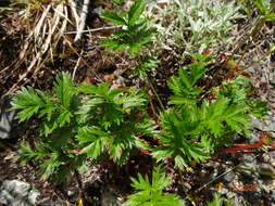 Image of Drummond's cinquefoil