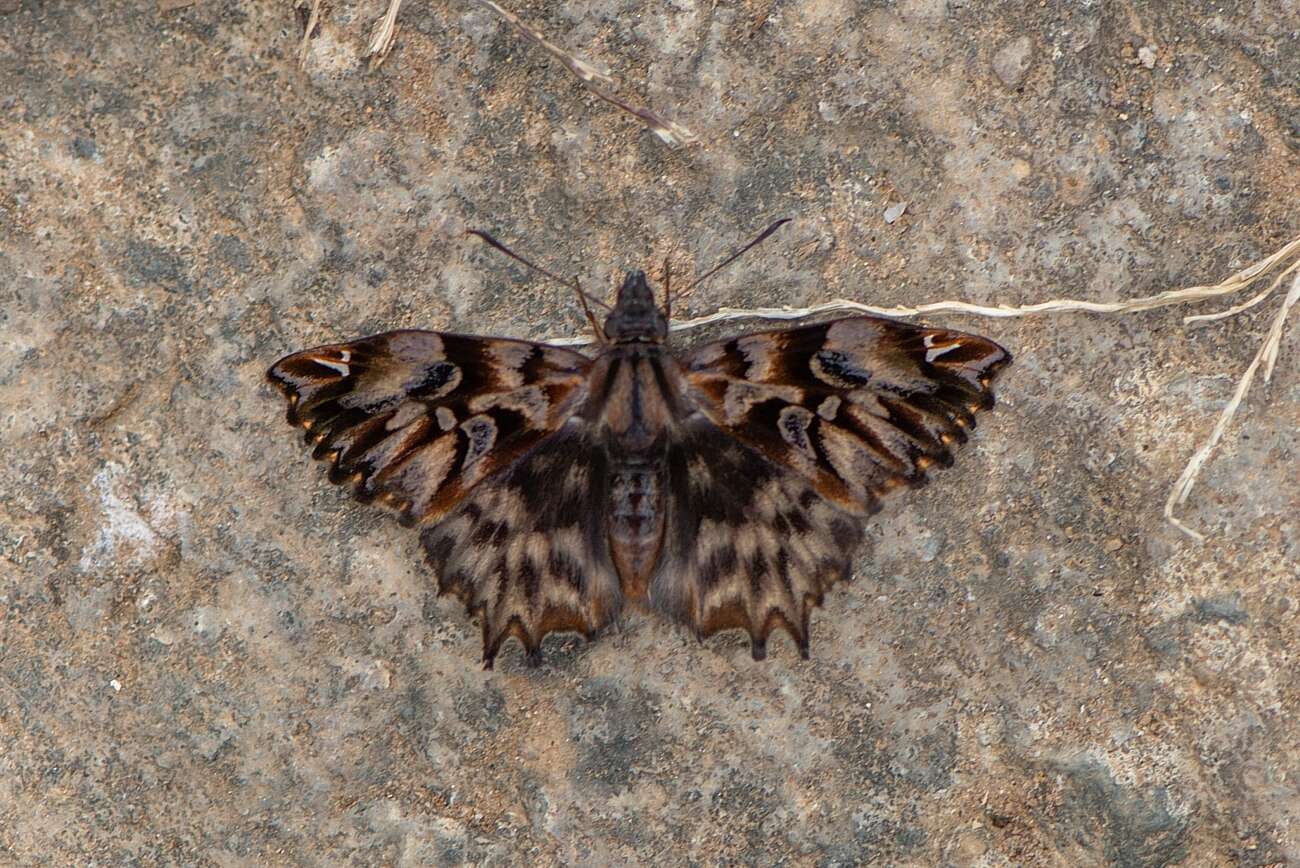 Image of Noctuana diurna Butler 1870