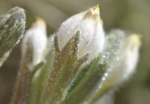 Image of Saltmarsh Salt-Bird's-Beak