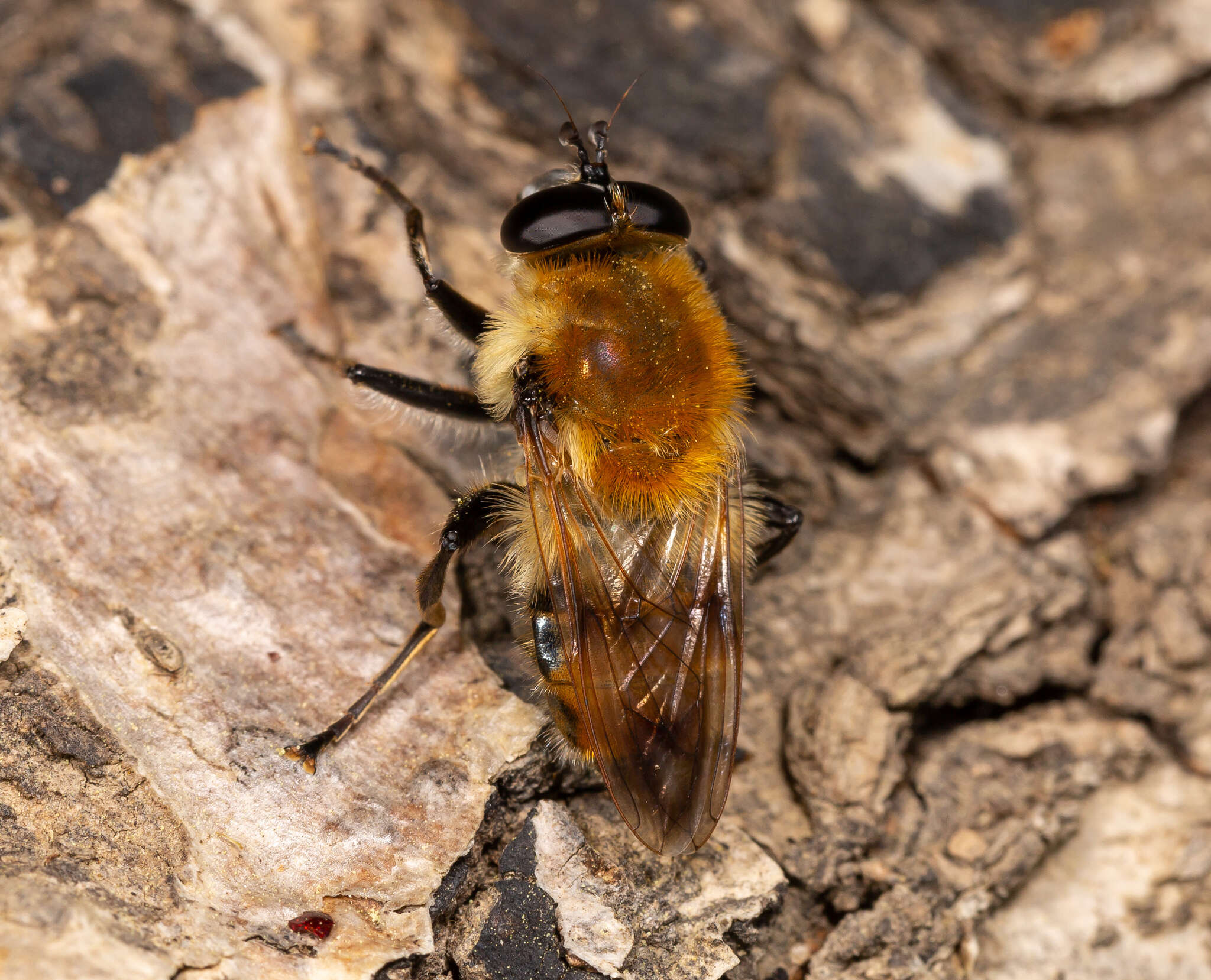 Image of Criorhina floccosa (Meigen 1822)