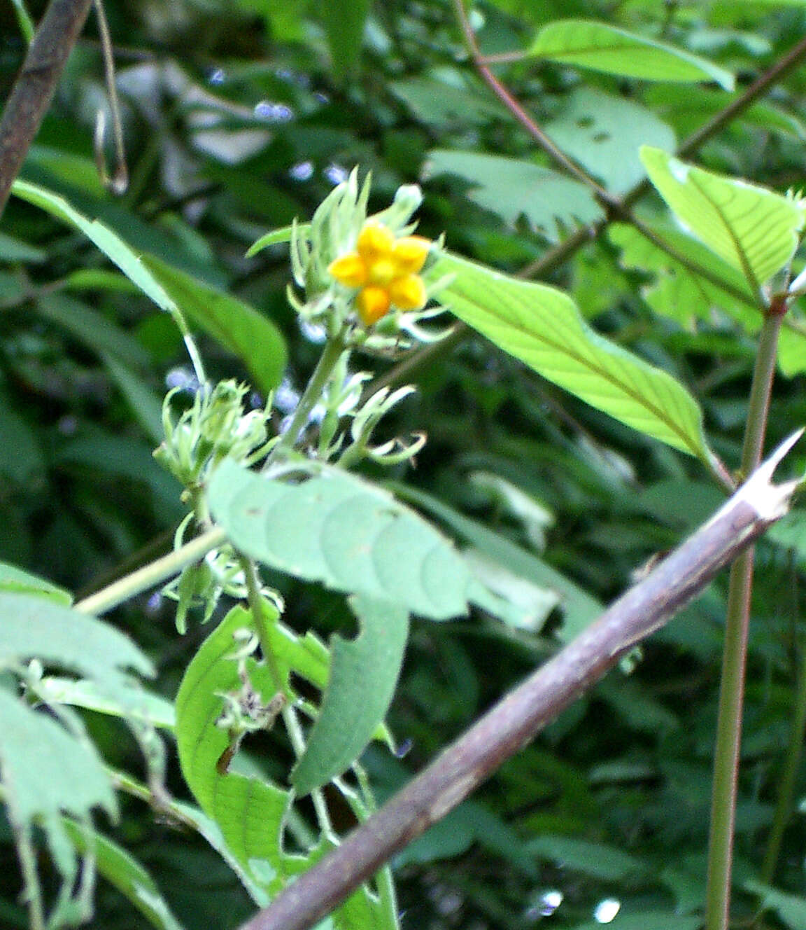 Image of White flag bush