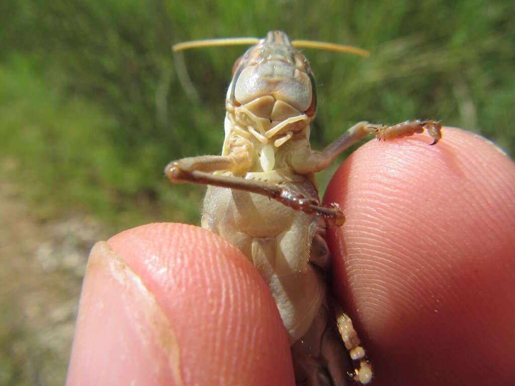 Image of Spur-throated locust