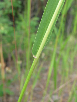 Imagem de Elymus fibrosus (Schrenk) Tzvelev