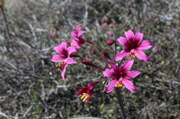 Imagem de Phycella amoena