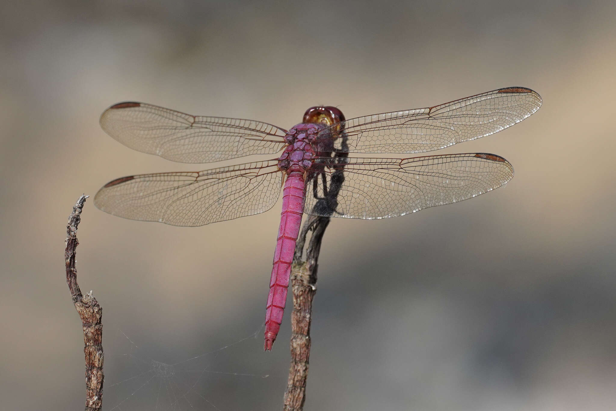 Image of Orthemis aequilibris Calvert 1909