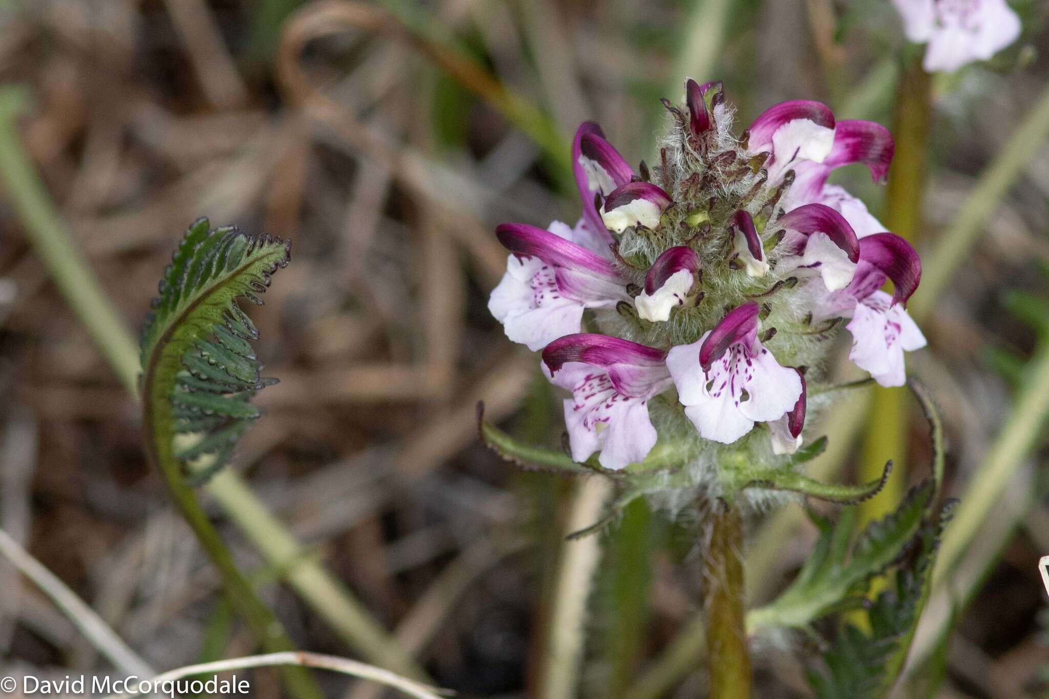 Imagem de Pedicularis sudetica subsp. albolabiata Hulten