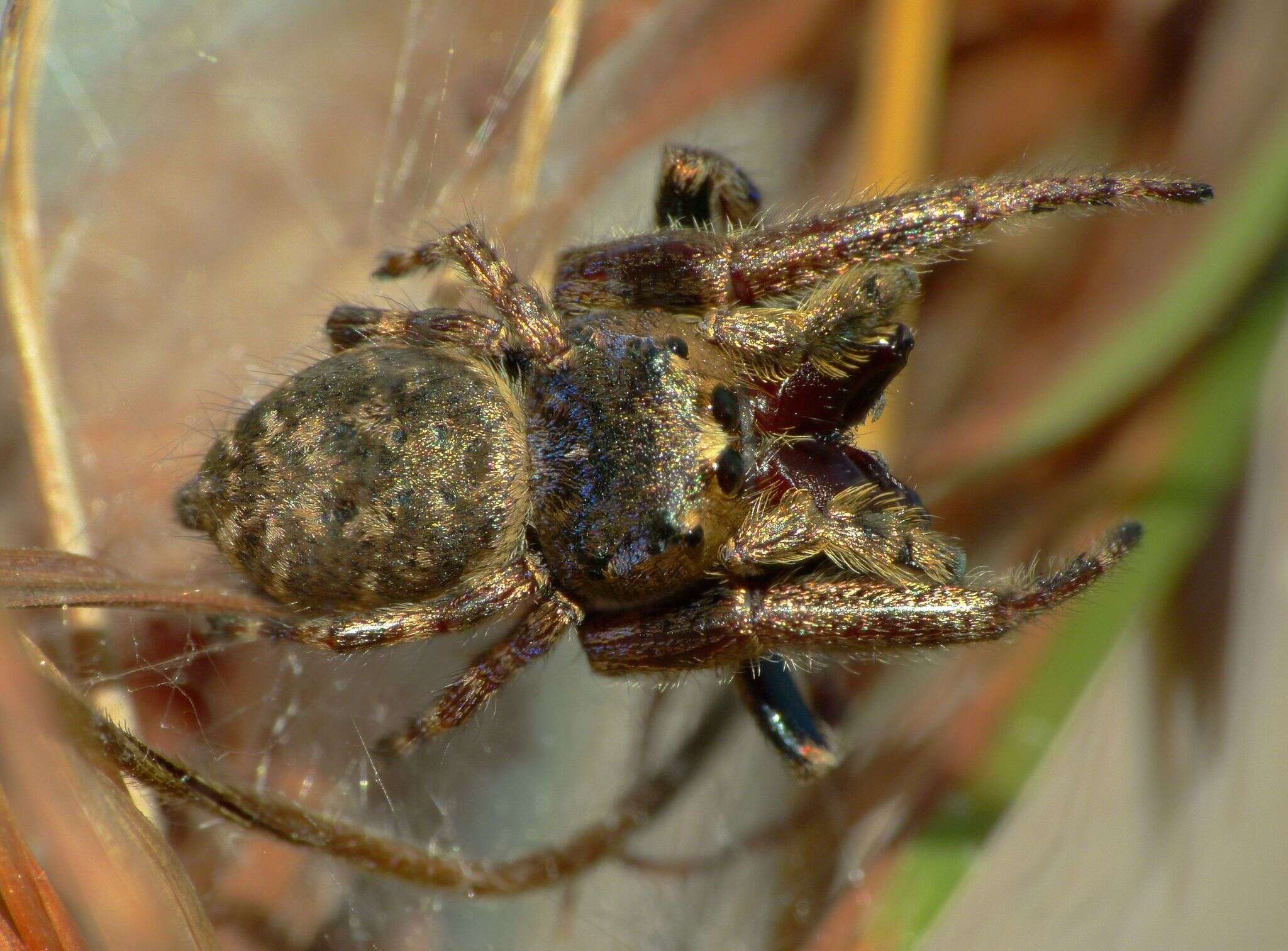 Image of Simaetha thoracica Thorell 1881