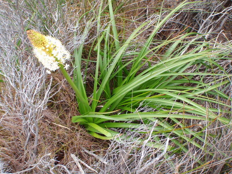 Image of Bulbinella nutans (Thunb.) T. Durand & Schinz