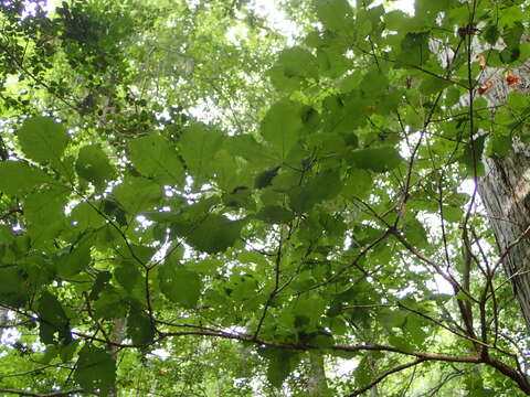 Image of Basket Oak