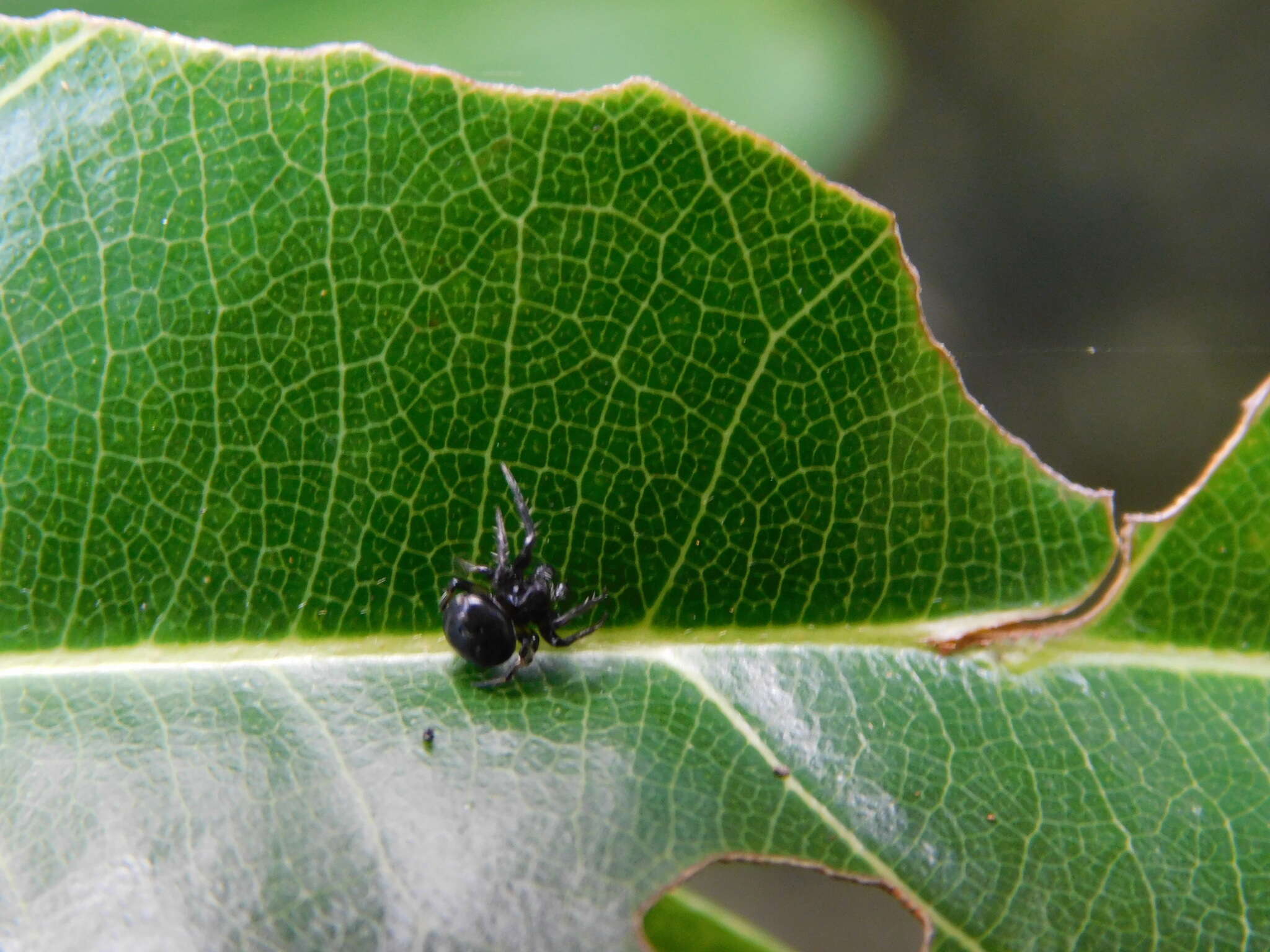 Image of Araneus nox (Simon 1877)