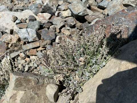 Image of alpine false candytuft