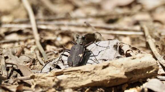 Image de Cicindela (Cicindela) japana Motschulsky 1858