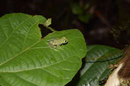 Image of Glass frog